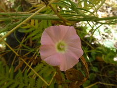 Convolvulus angustissimus