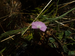 Convolvulus angustissimus