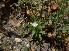 Epilobium hirtigerum