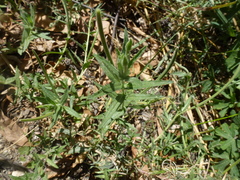 Epilobium hirtigerum