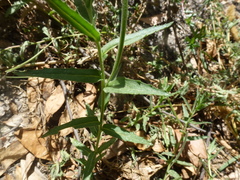 Epilobium hirtigerum