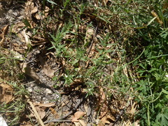 Epilobium hirtigerum