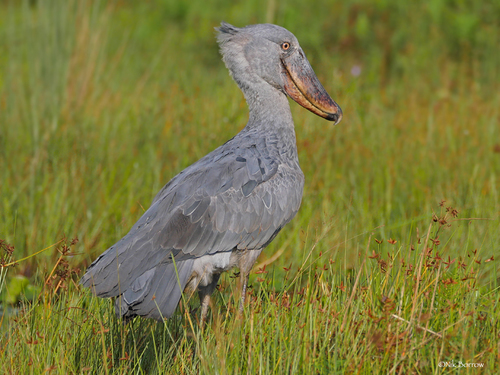 Shoebill