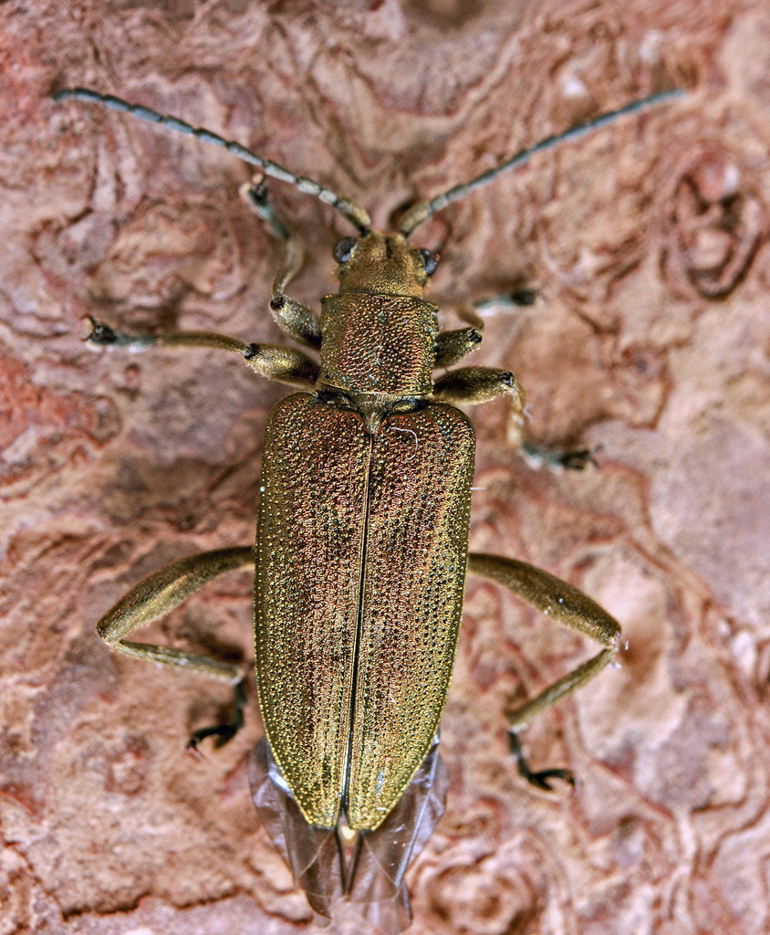Donacia obscura