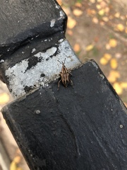 Rhabdoscelus lineaticollis