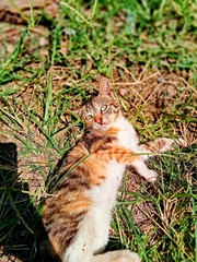 Felis catus