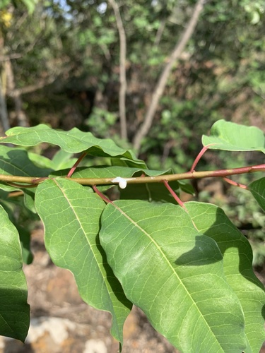 Peelingbark Woody-euphorbia (Euphorbia espinosa)