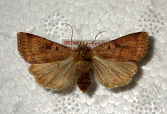 Diarsia mendica