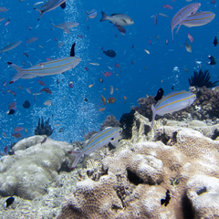 Pterocaesio digramma