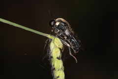 Panops conspicuus