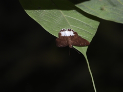 Tagiades ultra