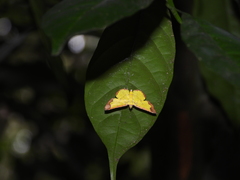 Corymica latimarginata