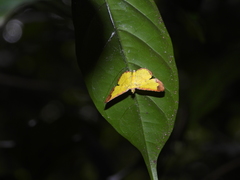 Corymica latimarginata