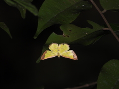 Corymica latimarginata