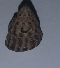 Jujubinus exasperatus