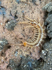Lithobius melanops