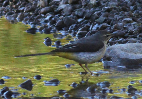Grey Wagtail