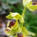 Ophrys lutea battandieri - Photo (c) Rebbas, some rights reserved (CC BY-NC), uploaded by Rebbas