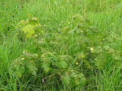 Solanum aculeatissimum