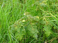 Solanum aculeatissimum