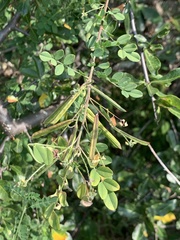 Indigofera lupatana