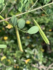 Indigofera lupatana