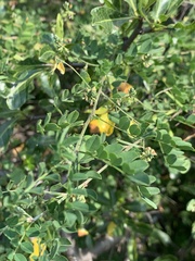 Indigofera lupatana
