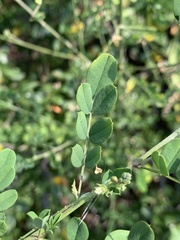 Indigofera lupatana