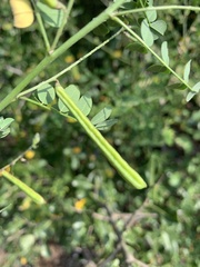 Indigofera lupatana