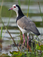 Vanellus crassirostris