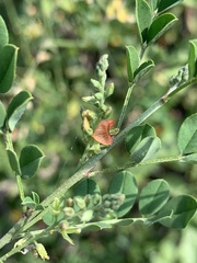 Indigofera lupatana