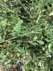 Indigofera lupatana