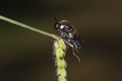 Panops conspicuus