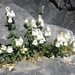Antirrhinum sempervirens - Photo (c) María Begoña García, some rights reserved (CC BY-NC), uploaded by María Begoña García