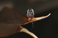 Panops conspicuus