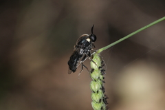 Panops conspicuus