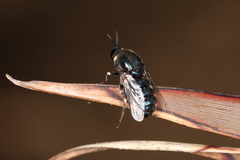 Panops conspicuus