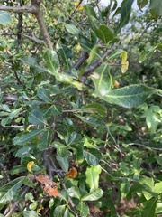 Commiphora pyracanthoides