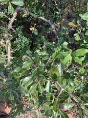 Commiphora pyracanthoides