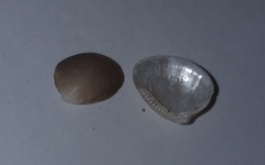 Nucula