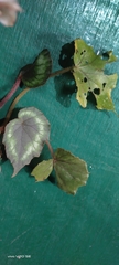 Begonia annulata