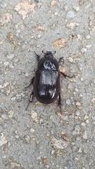 Adoryphorus coulonii