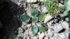 Ranunculus parnassifolius