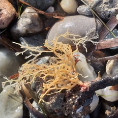 Sphaerococcus coronopifolius