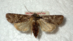 Lasionycta proxima