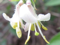 Lonicera harae