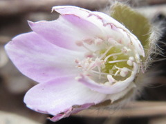 Hepatica nobilis