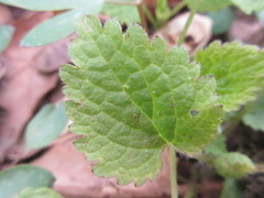 Urtica laetevirens