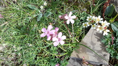 Saponaria caespitosa