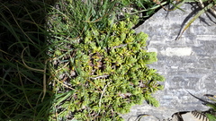 Thymelaea tinctoria nivalis